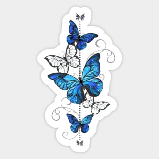 Blue Morpho and White Butterflies Sticker